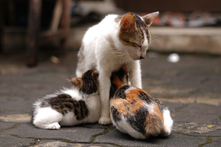 animal, cat, mammal-7760498.jpg