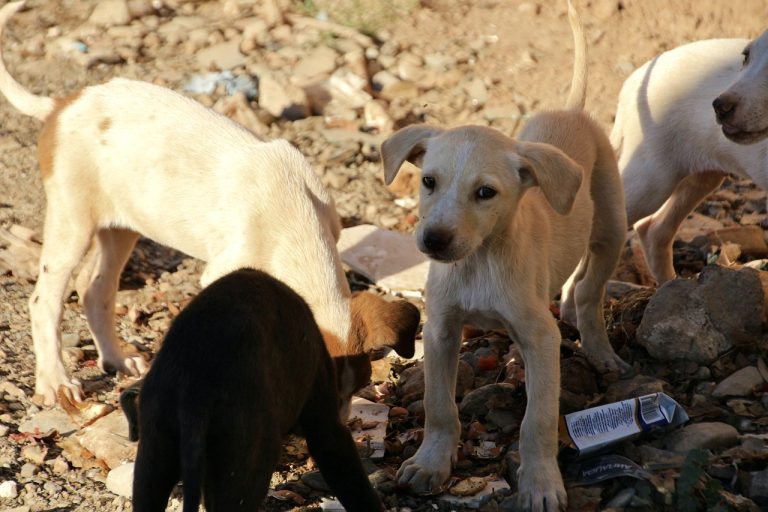 animals, puppies, pet-7789964.jpg