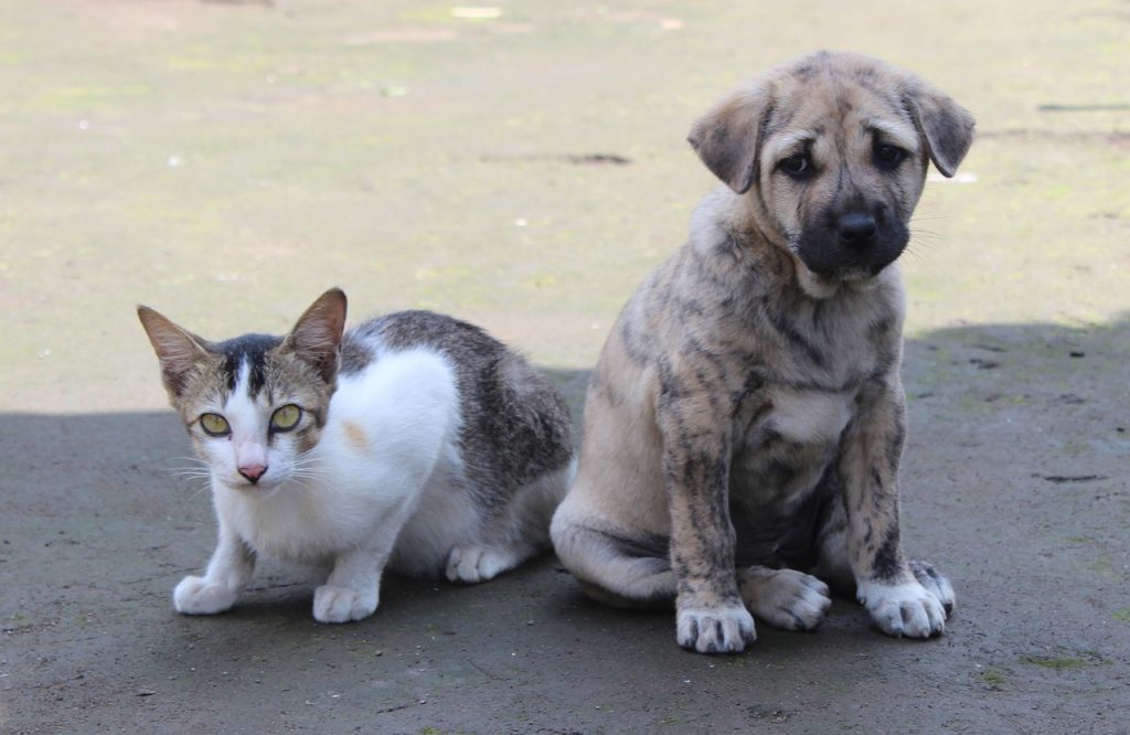 pet, cute, animal-3157961.jpg