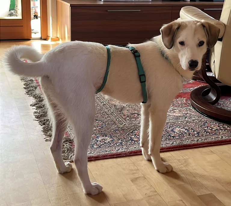 IMG-20260611-WA0008