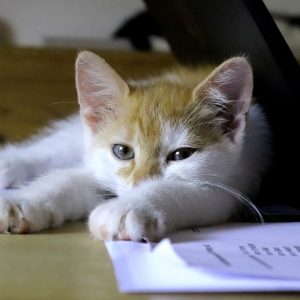 cat, sleep, office-3599255.jpg