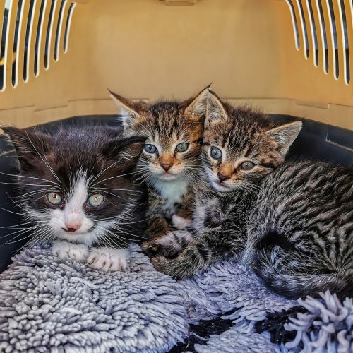 cats, cat baby, box-5365472.jpg