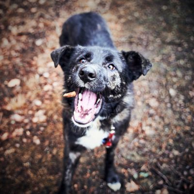 dog, delicious, feed-4059322.jpg