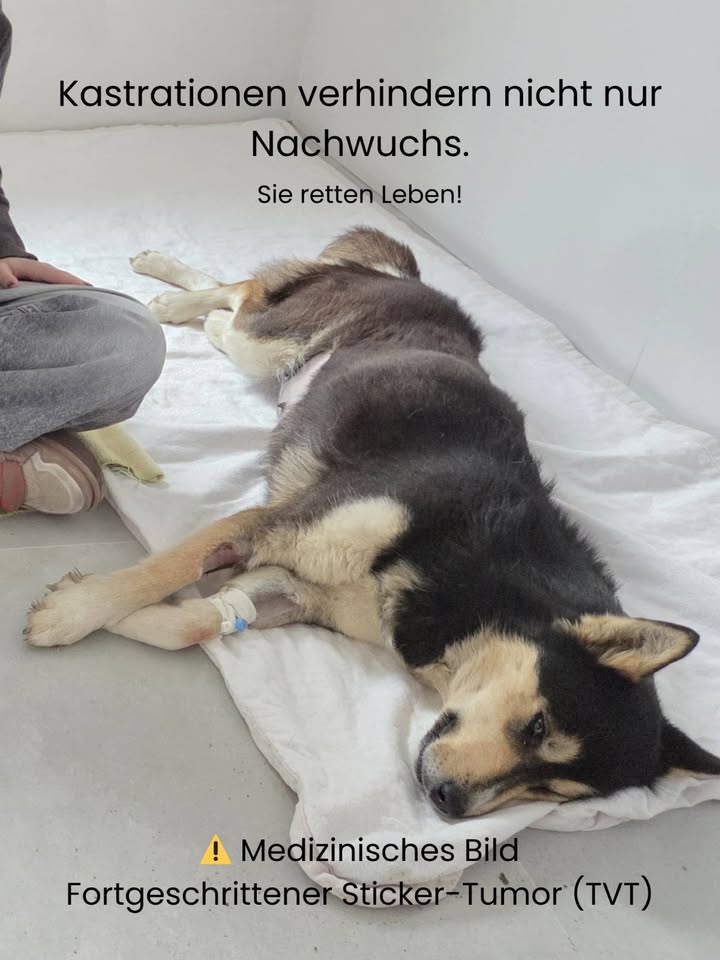 Menschen für Tiere grenzenlos