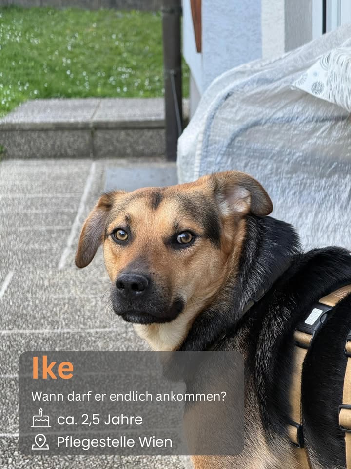 Menschen für Tiere grenzenlos