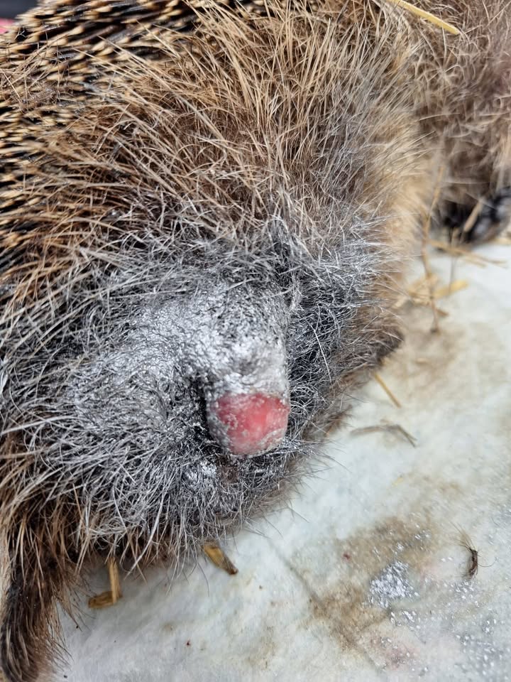 Menschen für Tiere grenzenlos