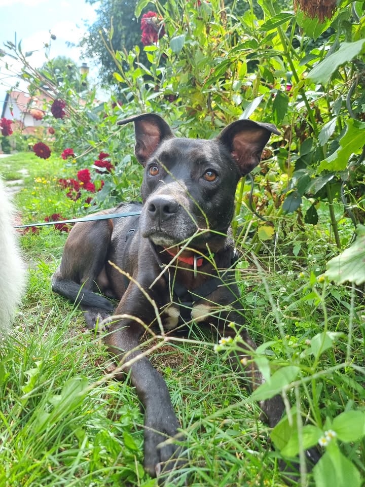 Menschen für Tiere grenzenlos