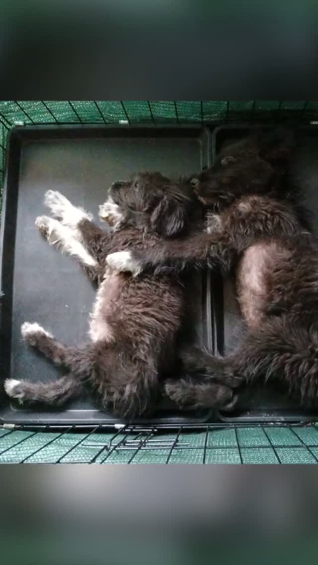 Menschen für Tiere grenzenlos