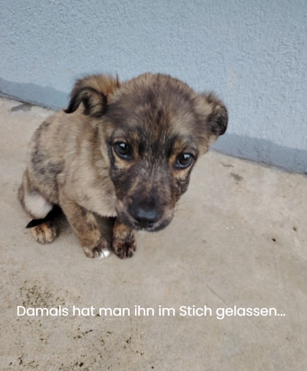 Menschen für Tiere grenzenlos