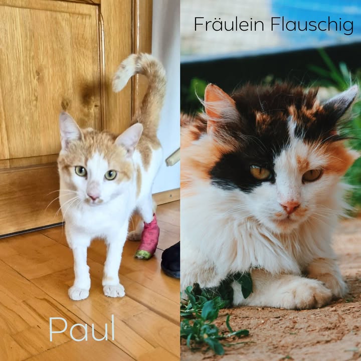 Menschen für Tiere grenzenlos