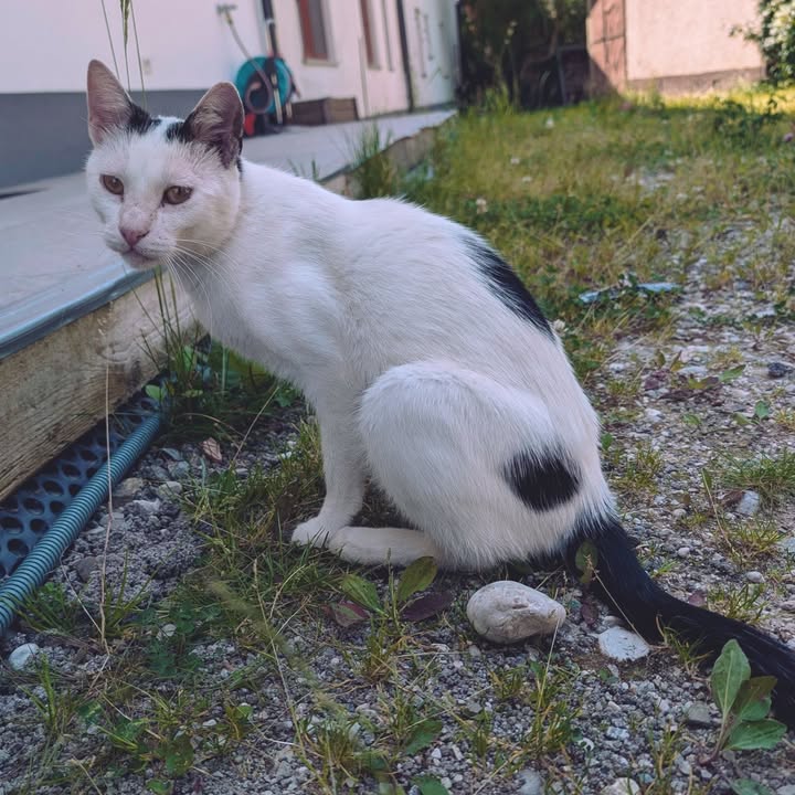 Menschen für Tiere grenzenlos
